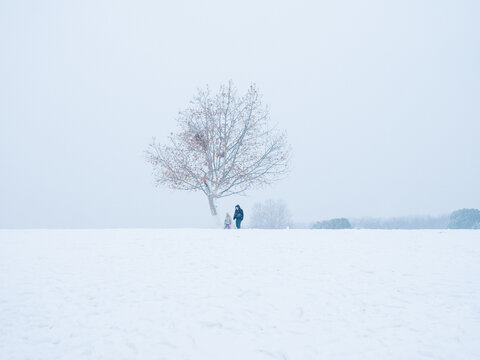孤独的树雪景