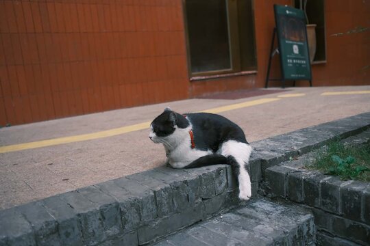 猫广告装饰照