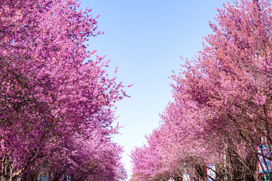 一簇簇樱花