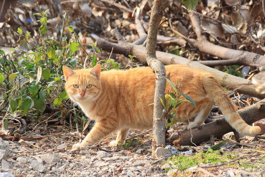 野生橘猫