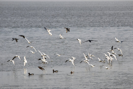 冬季深圳湾的候鸟群