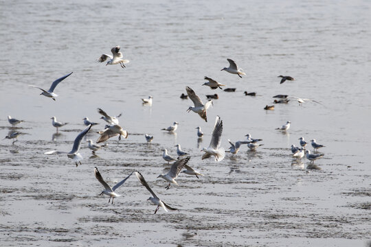 冬季深圳湾的候鸟群