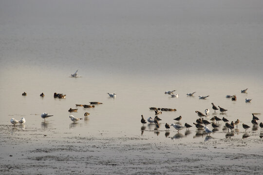 深圳湾冬季的候鸟群
