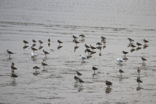 深圳湾冬季的候鸟群