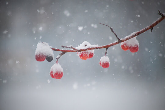 雪中的红果