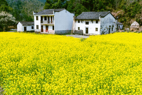 皖南油菜花