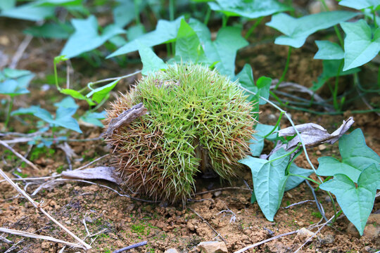 野生板栗