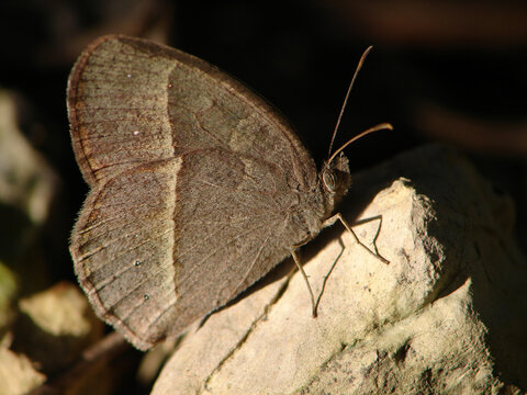 石块上的一只小眉眼蝶