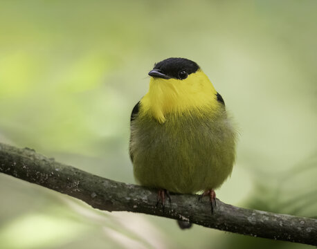 山雀