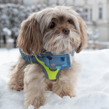 雪地小狗