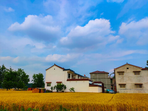 金色麦田