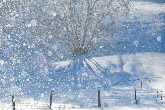 北方冬季雪景雾凇