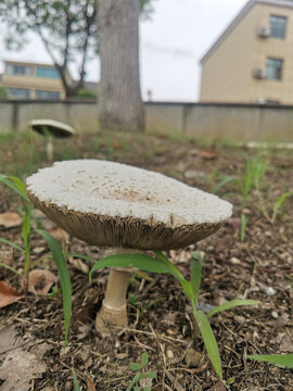 草丛中的蘑菇