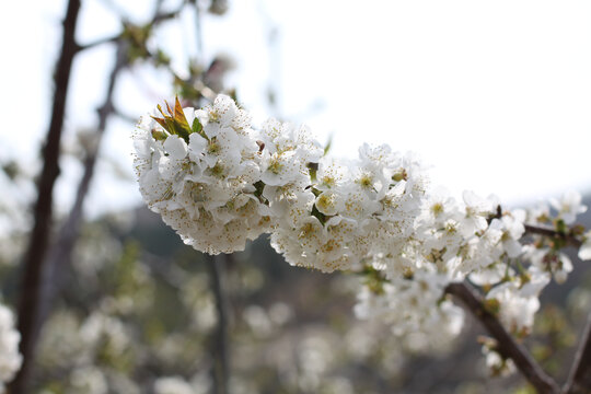 樱桃花