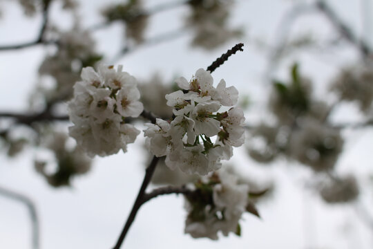 樱桃花