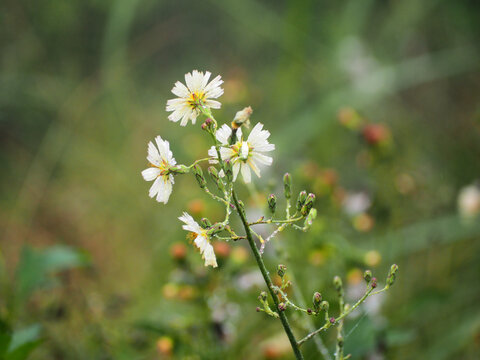 小雏菊