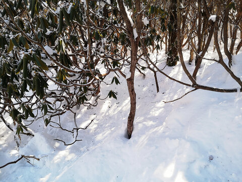 丛林雪地