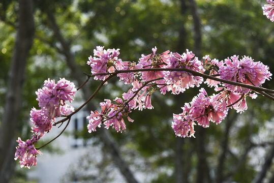 红花风铃木