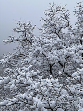 树挂雪