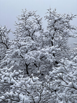 树挂雪