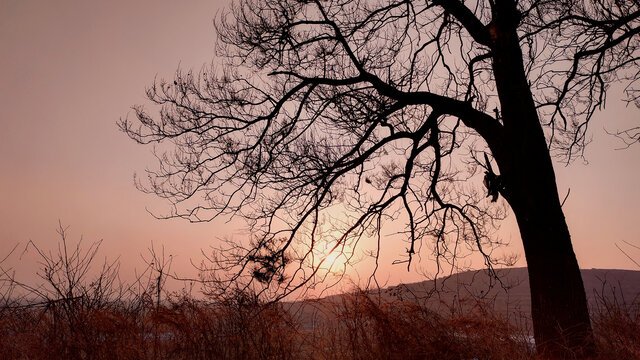 冬日暖阳夕照枯树