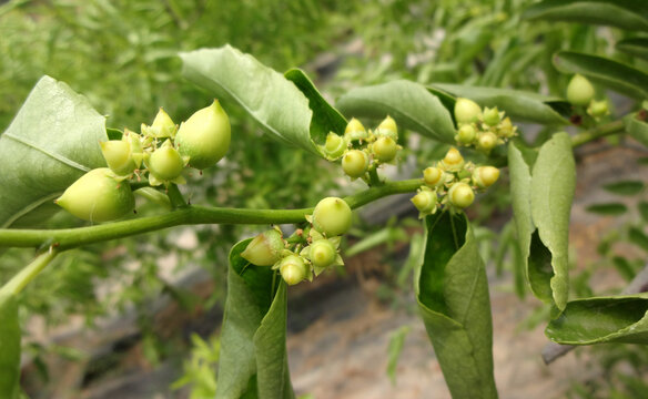 大荔冬枣座果幼果膨大