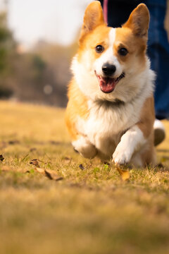 宠物狗柯基犬奔跑的小狗