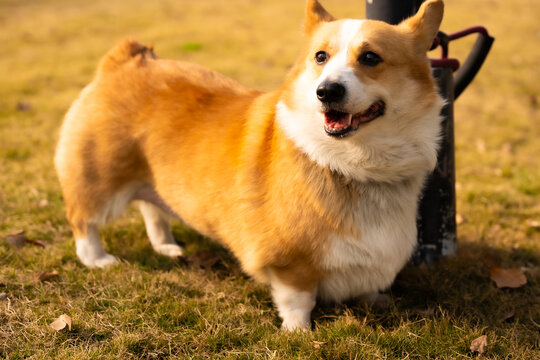 宠物狗柯基犬