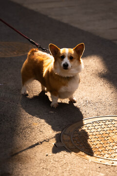 宠物狗柯基犬站着小狗