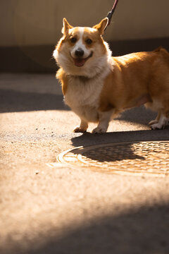 宠物够柯基犬