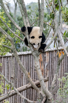 大熊猫福茹爬树