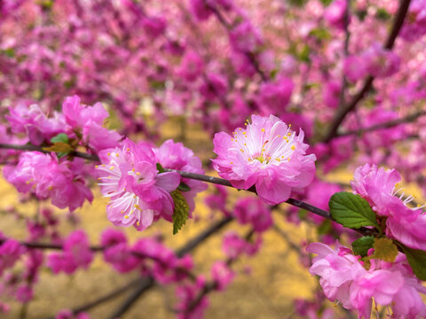 繁花似锦