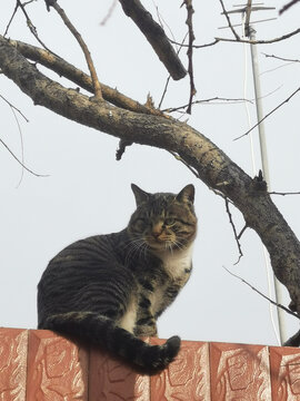 冬天的猫咪