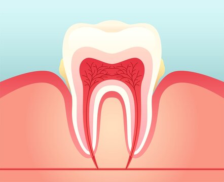 牙龈牙齿截面示意图