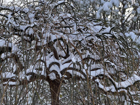 树挂雪