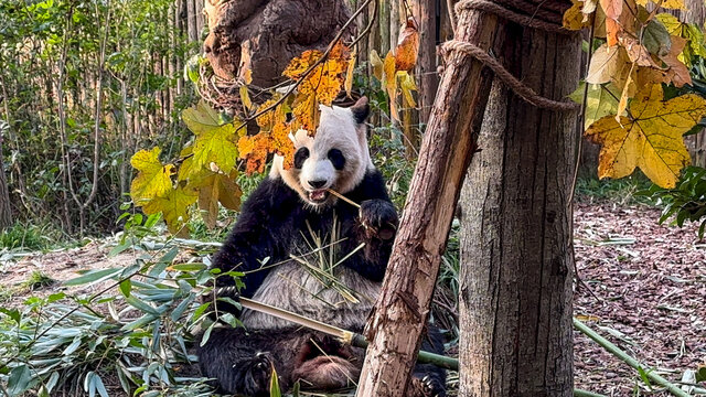 熊猫谷的熊猫