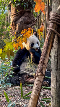 四川熊猫谷的大熊猫