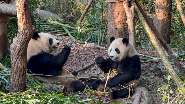 两只大熊猫吃竹子