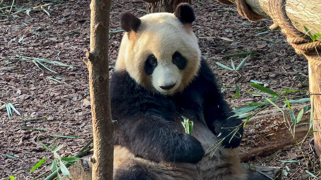 憨憨的大熊猫