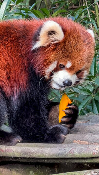 吃胡萝卜的小熊猫