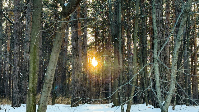 冬日树林的落日