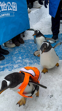 哈尔滨极地公园淘学企鹅