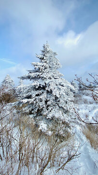 雪松