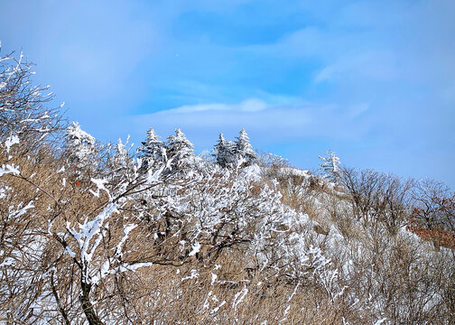 雪松