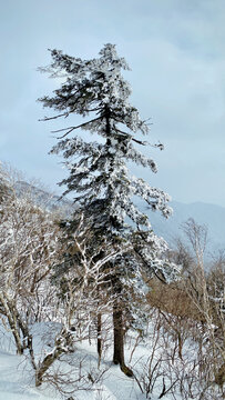 雪松