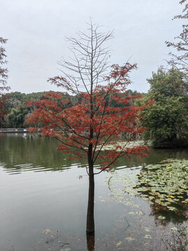 水中松树