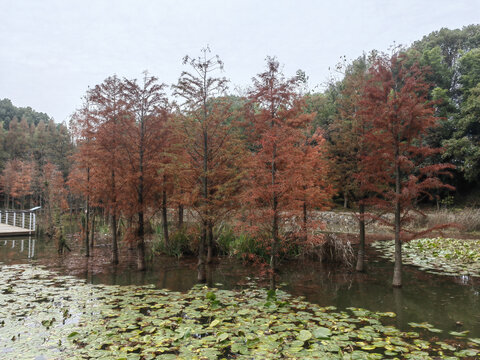 湖面松林