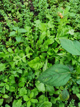 荠菜野菜采野菜采荠菜