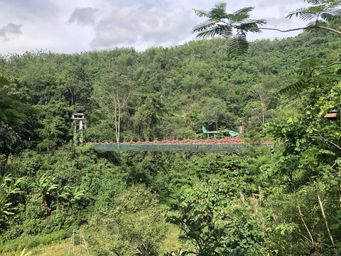 森林吊桥