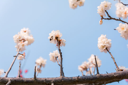 樱花中的蜜蜂